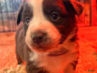 Australian Shepherd dogs Willow - Ad 18