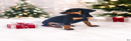 Doberman Pinscher dogs for sale: Doberman puppy 1-3 - Ad 1