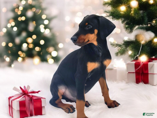 Doberman Pinscher dogs Doberman puppy 1-3 - Ad 1