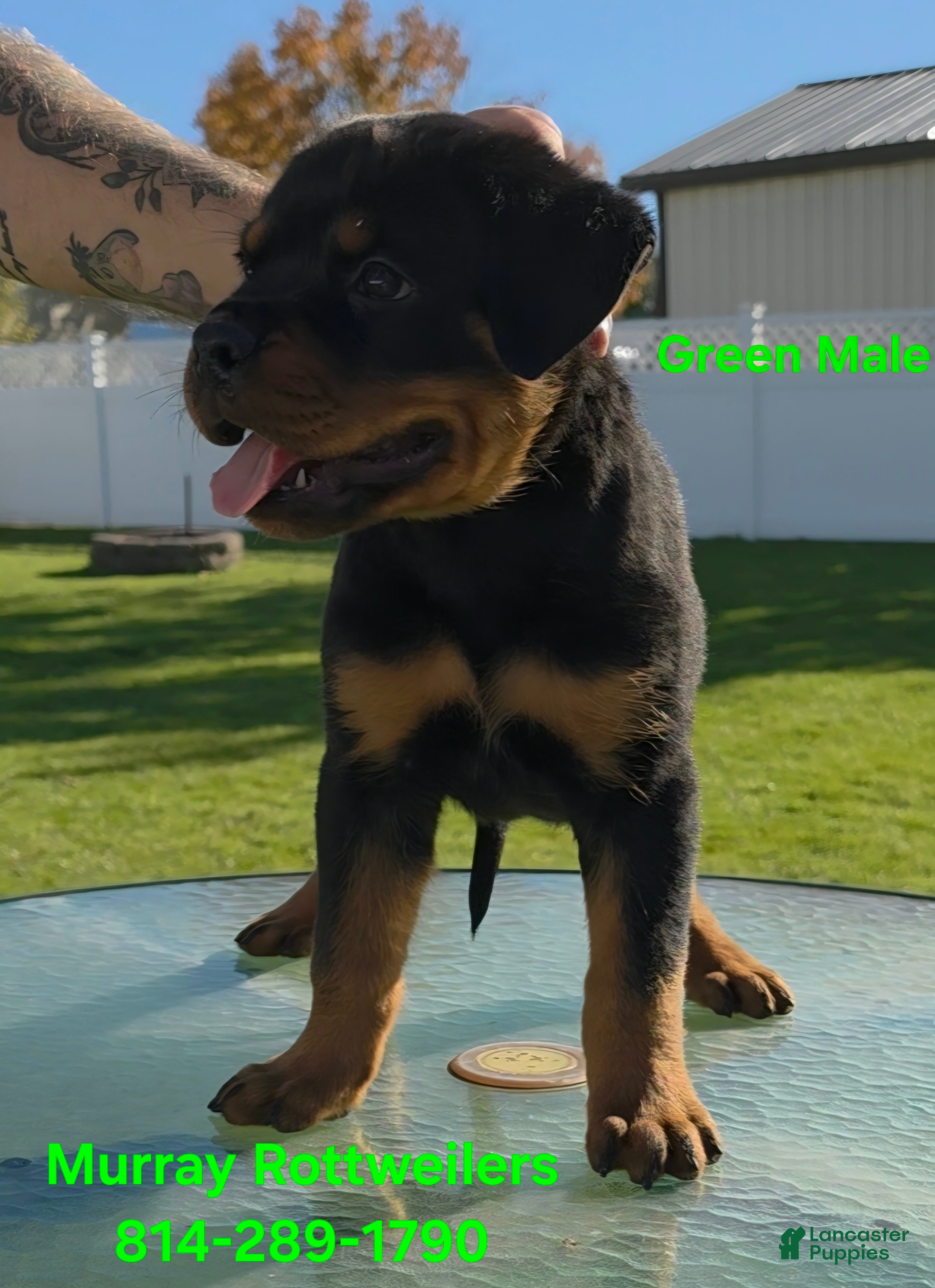 Rottweiler dogs for sale: Green - Ad 2