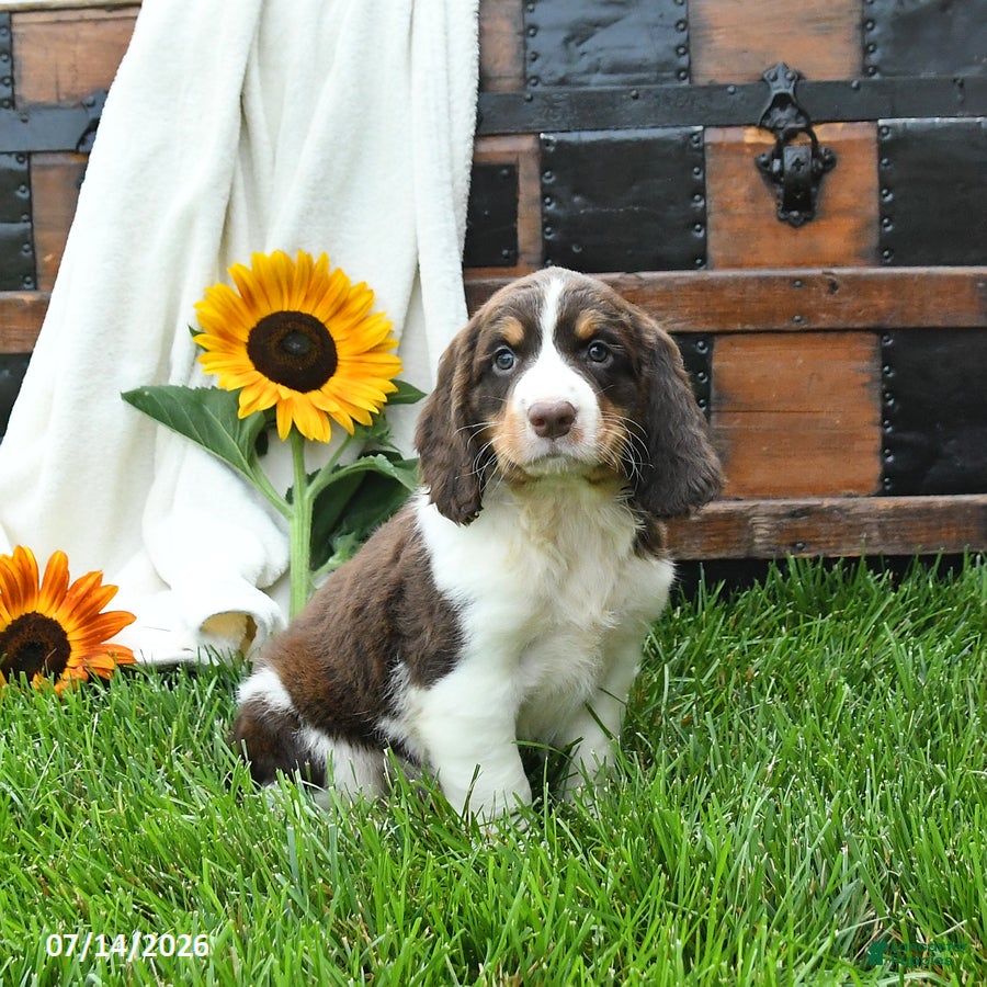 English Springer Spaniel dogs Zippy - Ad 1