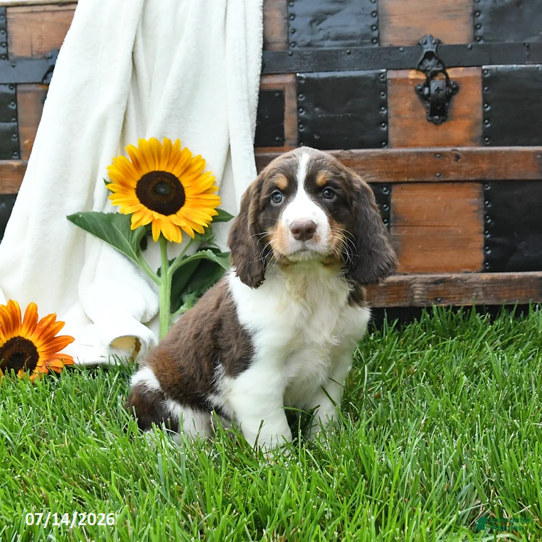 English Springer Spaniel dogs for sale: Zippy - Ad 1