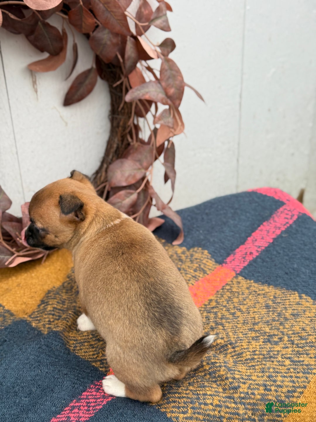 Chihuahua dogs for sale: Bandit - Ad 2