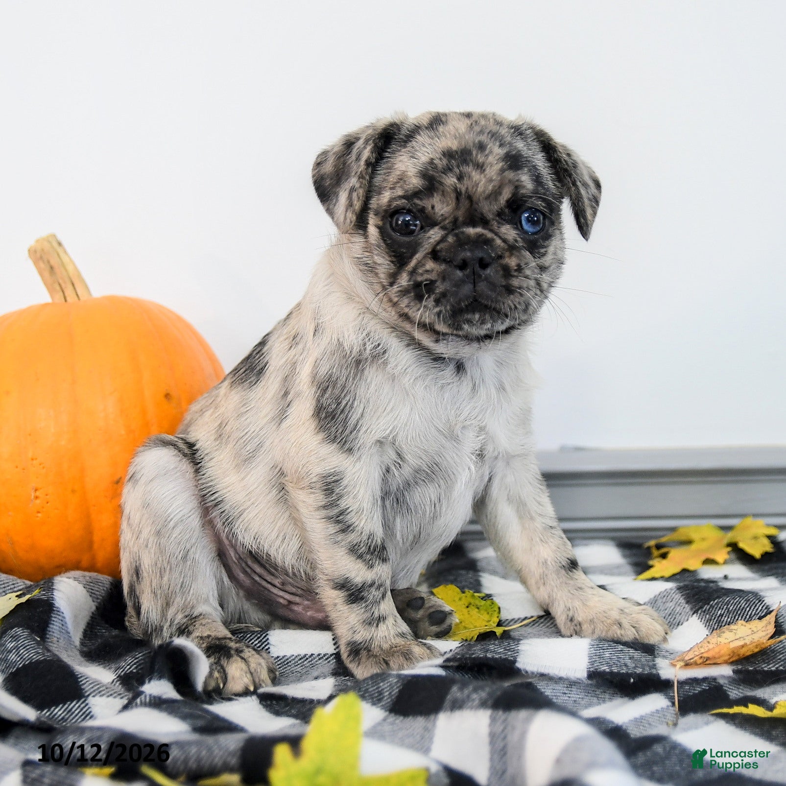 Pug dogs Palmer - Ad 1