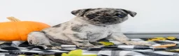 Pug dogs for sale: Palmer - Ad 1