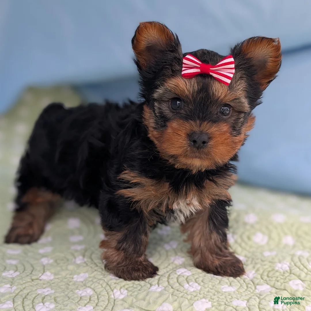 Yorkshire Terrier dogs for sale: Dumplin - Ad 1
