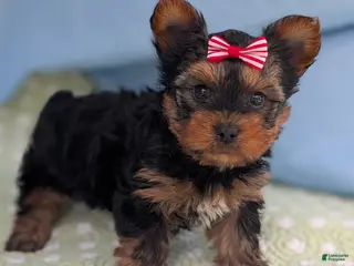 Yorkshire Terrier dogs for sale: Dumplin - Ad 1