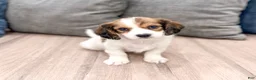 Cavachon dogs for sale: Jasmine - Ad 1