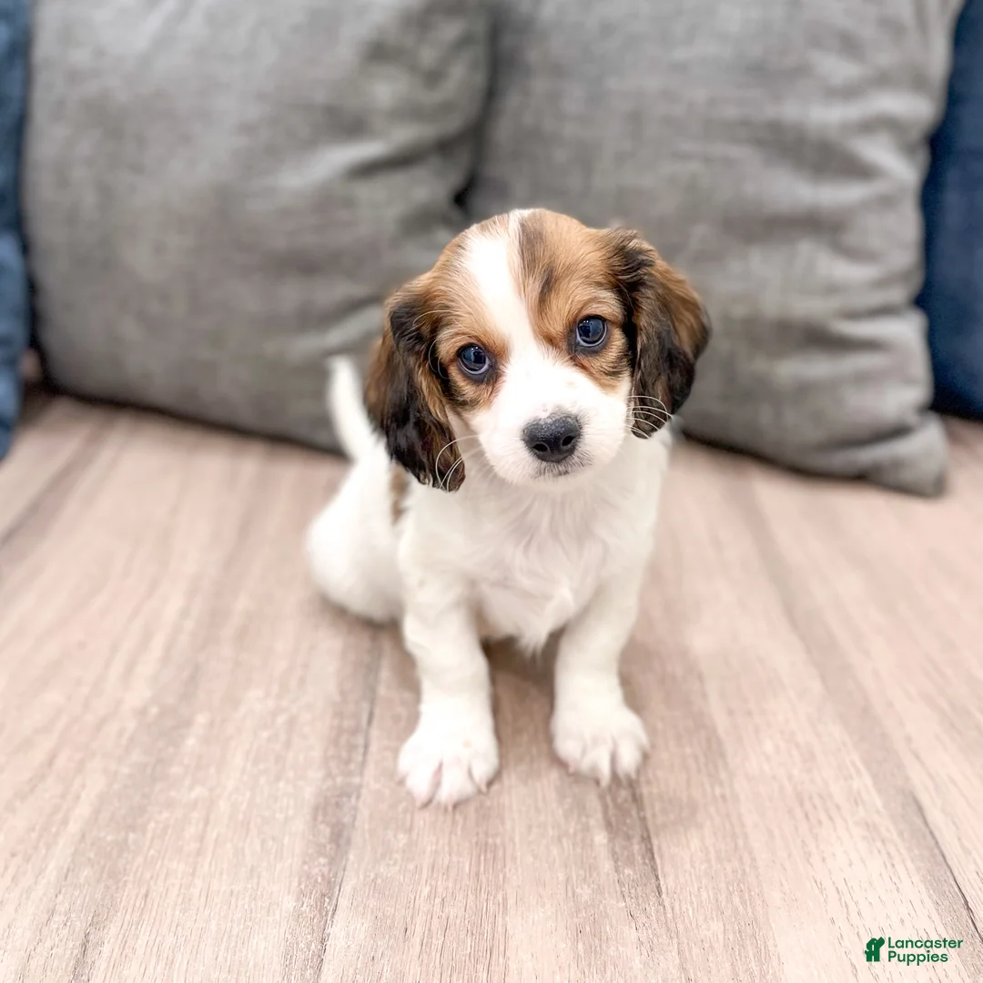 Cavachon dogs for sale: Jasmine - Ad 1