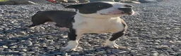 Frenchton dogs for sale: Button - Ad 5