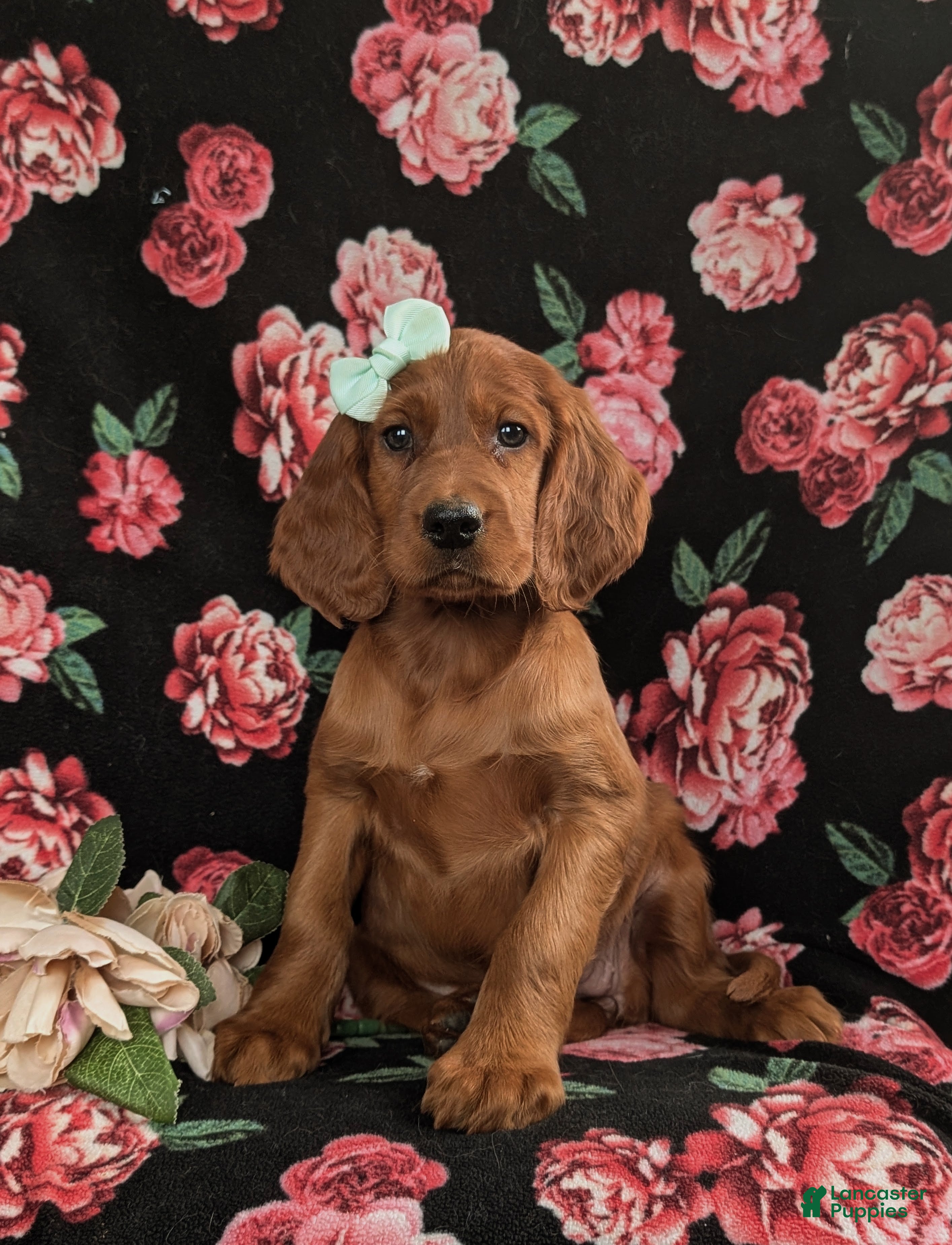 Irish Setter dogs Georgia - Ad 13