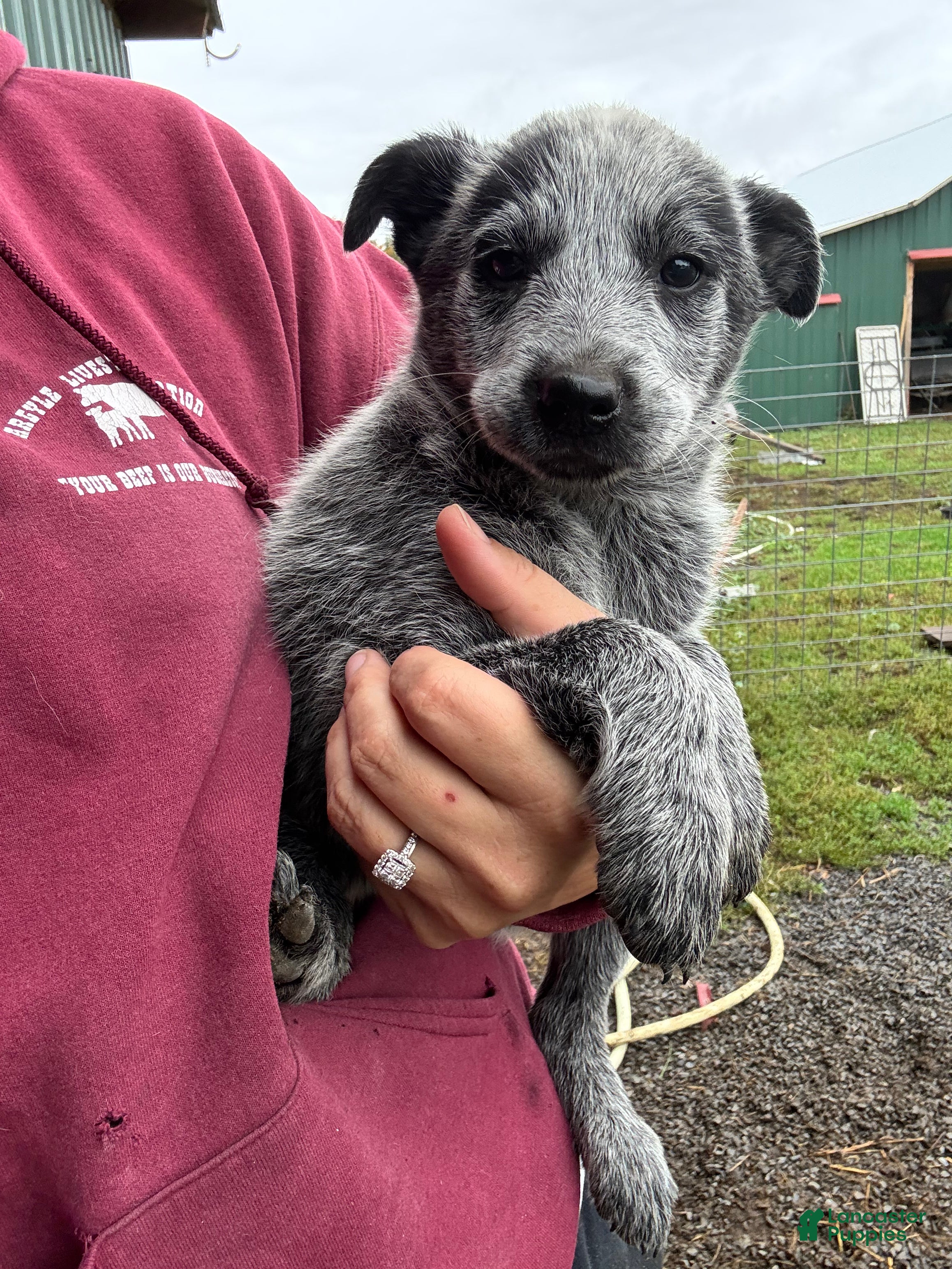 Emma (Australian Cattle Dog, Female) in Malone, NY