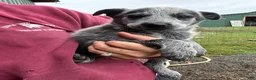 Australian Cattle Dog dogs for sale: Emma - Ad 1