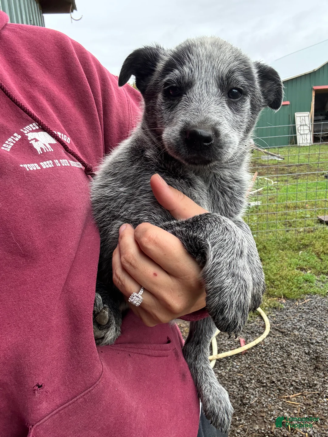 Australian Cattle Dog dogs for sale: Emma - Ad 1