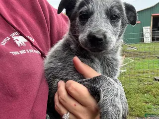 Australian Cattle Dog dogs Emma - Ad 5