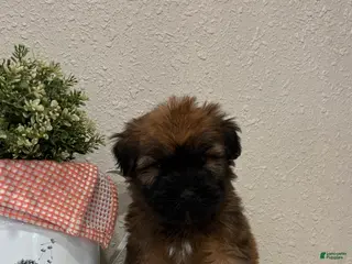 Soft Coated Wheaten Terrier dogs for sale: Zane - Ad 2