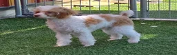 Standard Poodle dogs for sale: Elvis - Ad 3