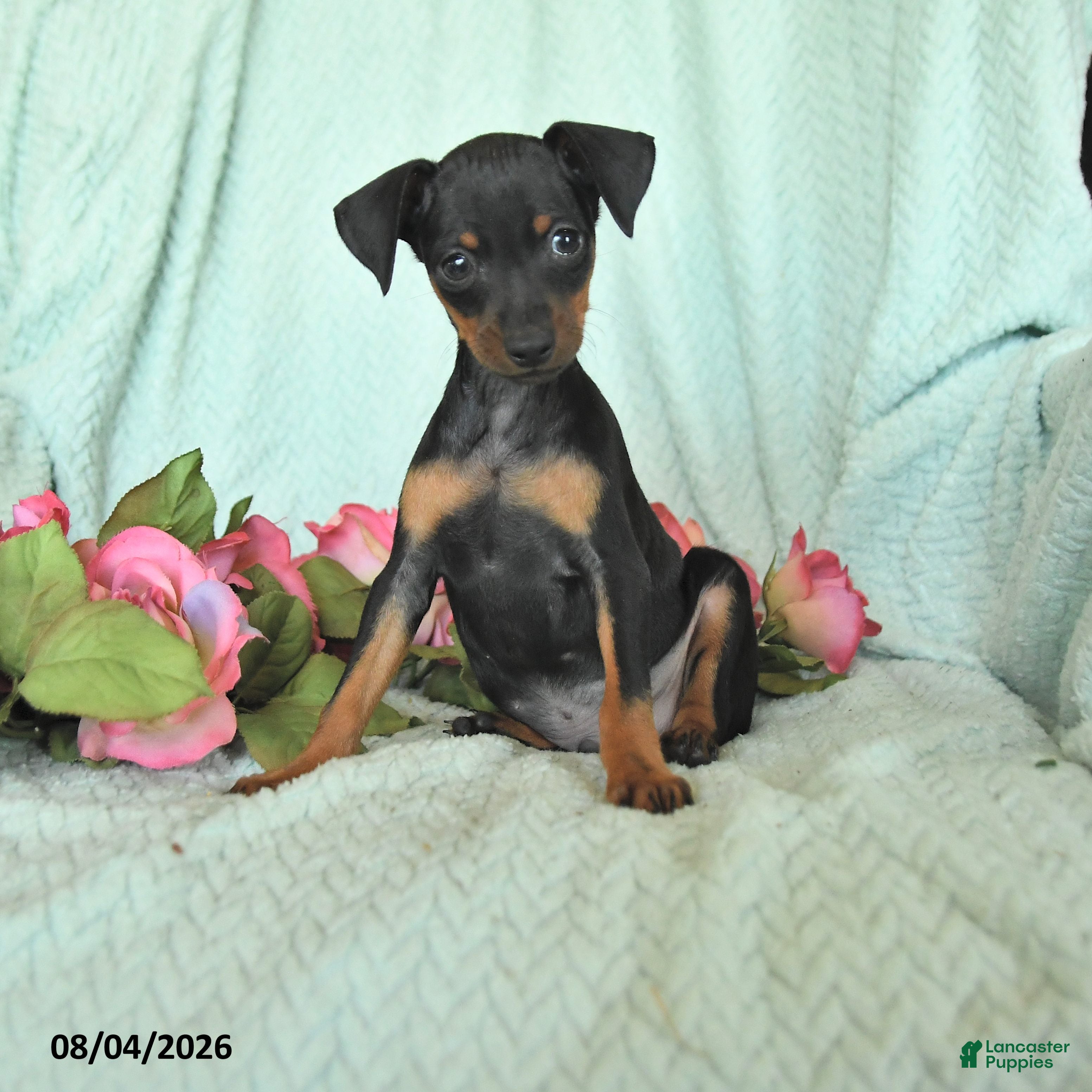Miniature Pinscher dogs Niko - Ad 1
