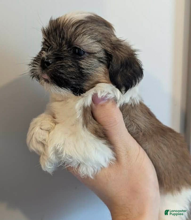 Shih Tzu dogs Art - Ad 36