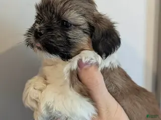 Shih Tzu dogs Art - Ad 39