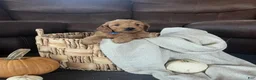 Mini Goldendoodle dogs for sale: Gus - Ad 4