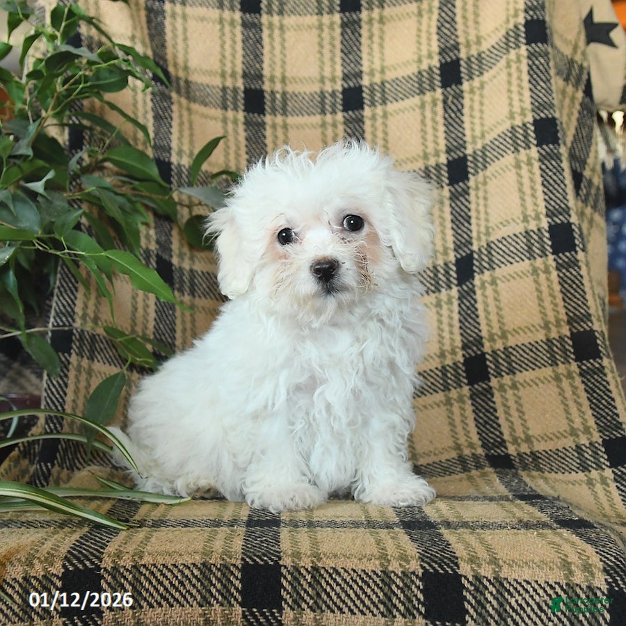 Bichon Frise dogs Avalon - Ad 20