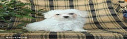 Bichon Frise dogs for sale: Avalon - Ad 1