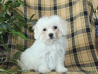 Bichon Frise dogs Avalon - Ad 20