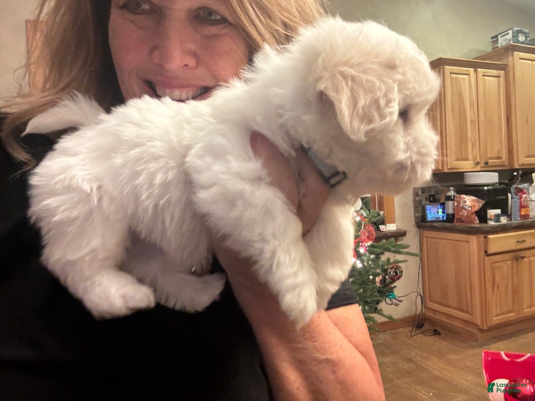 Coton De Tulear dogs for sale: Coton De Tulear Puppy 3 marshall - Ad 3