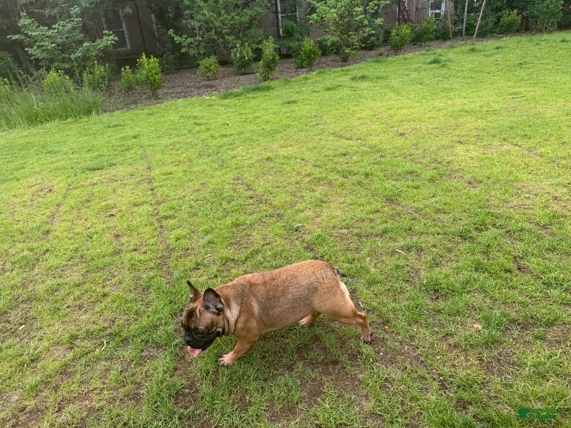 French Bulldog dogs French Bulldog 2 - Ad 14