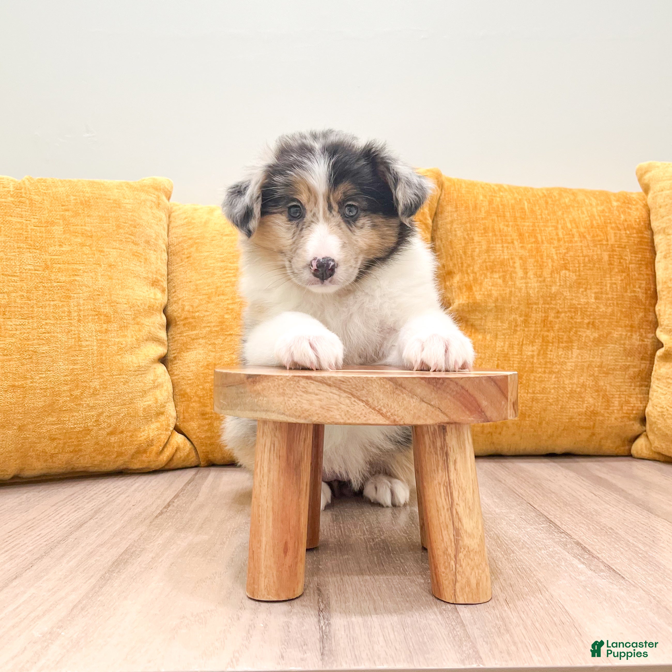 Australian Shepherd dogs Ellie - Ad 2