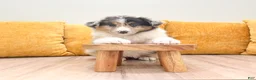 Australian Shepherd dogs for sale: Ellie - Ad 2