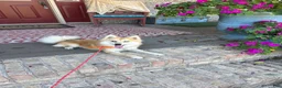 Pomsky dogs for sale: Reese - Ad 5
