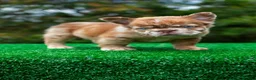 French Bulldog dogs for sale: "CINDERELLA" - LUXURY ROJO MERLE FLUFFY in LA. USA Delivery!  - Ad 7