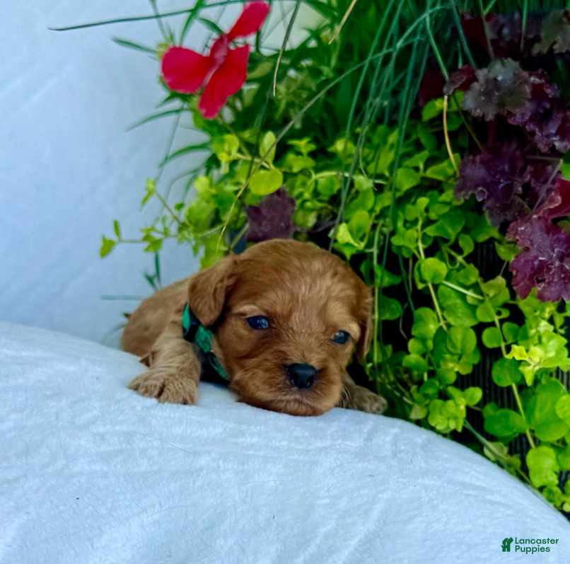 Cavapoo dogs Huck - Ad 1