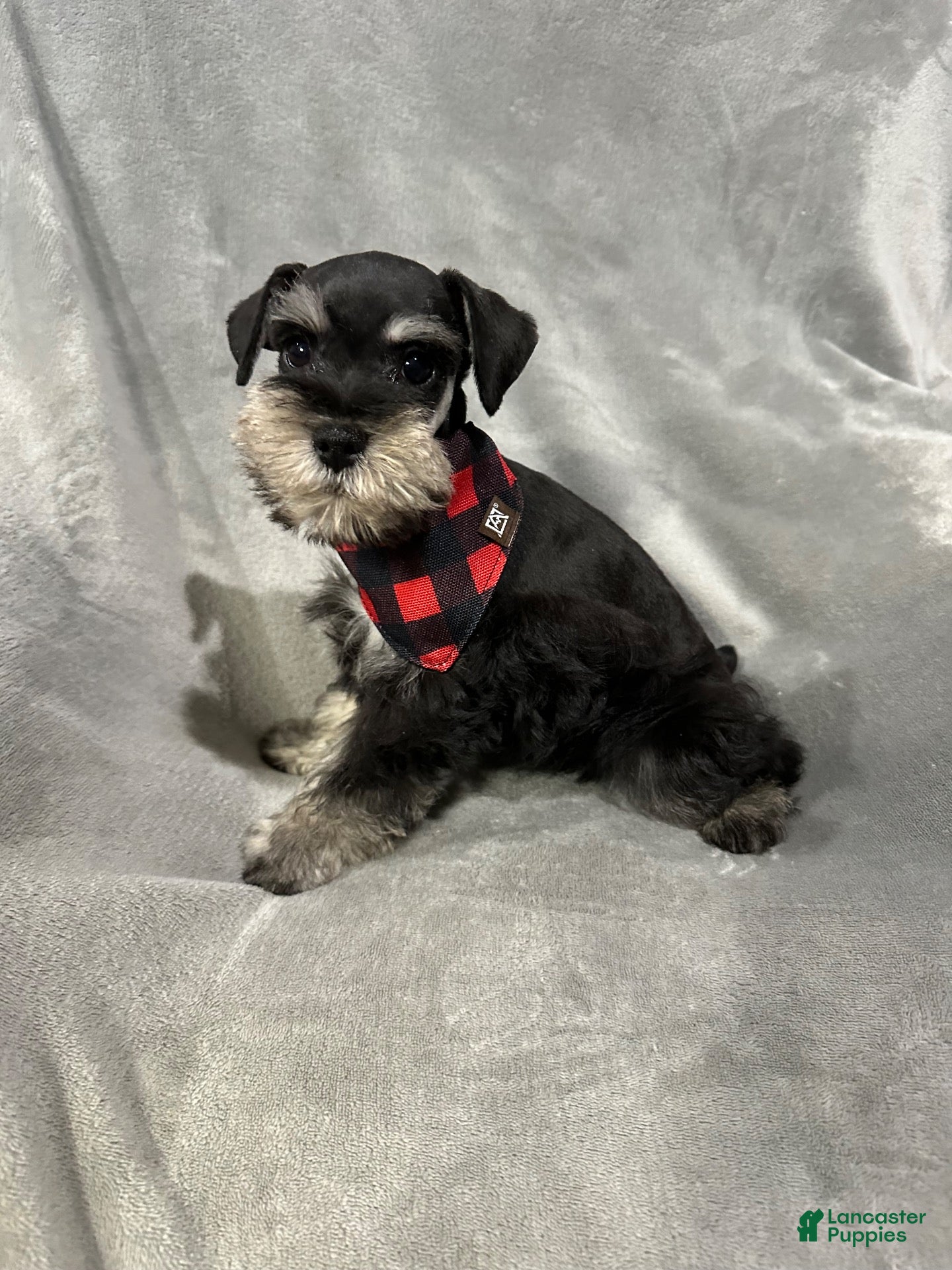 Miniature Schnauzer dogs for sale: Winnie  - Ad 1