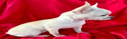 Chihuahua dogs for sale: Lina Apple head - Ad 9