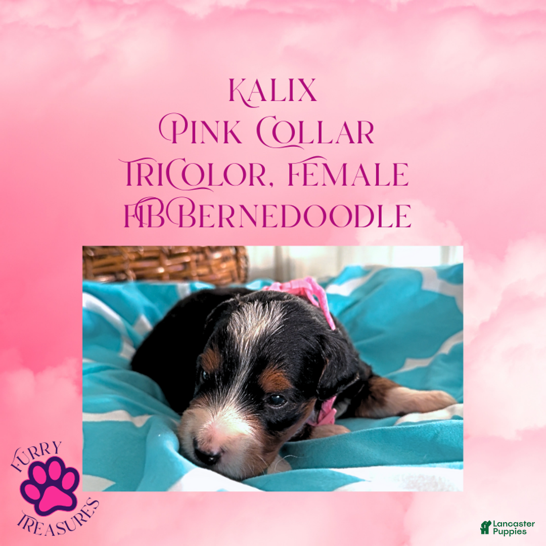 Mini Bernedoodle dogs for sale: Kian “Blue Collar” Male - Ad 24