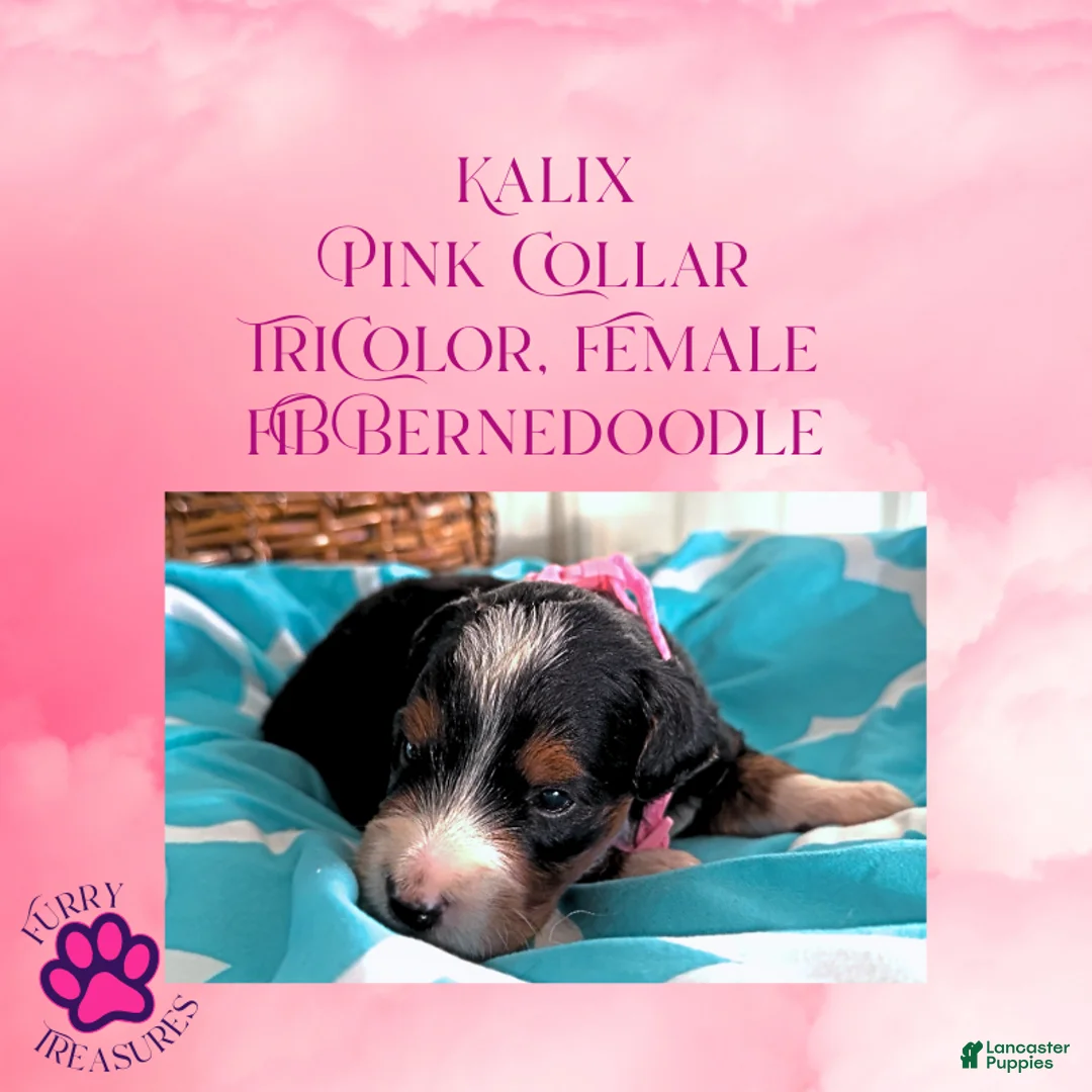 Mini Bernedoodle dogs for sale: Kian “Blue Collar” Male - Ad 40