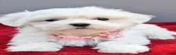 Maltese dogs for sale: Darcey - Ad 5