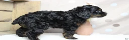 Toy Poodle dogs for sale: Pandora  - Ad 6