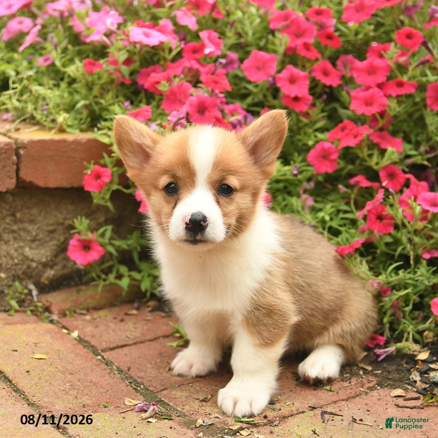Welsh Corgi Pembroke dogs Spirit  - Ad 1