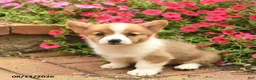 Welsh Corgi Pembroke dogs for sale: Spirit  - Ad 1