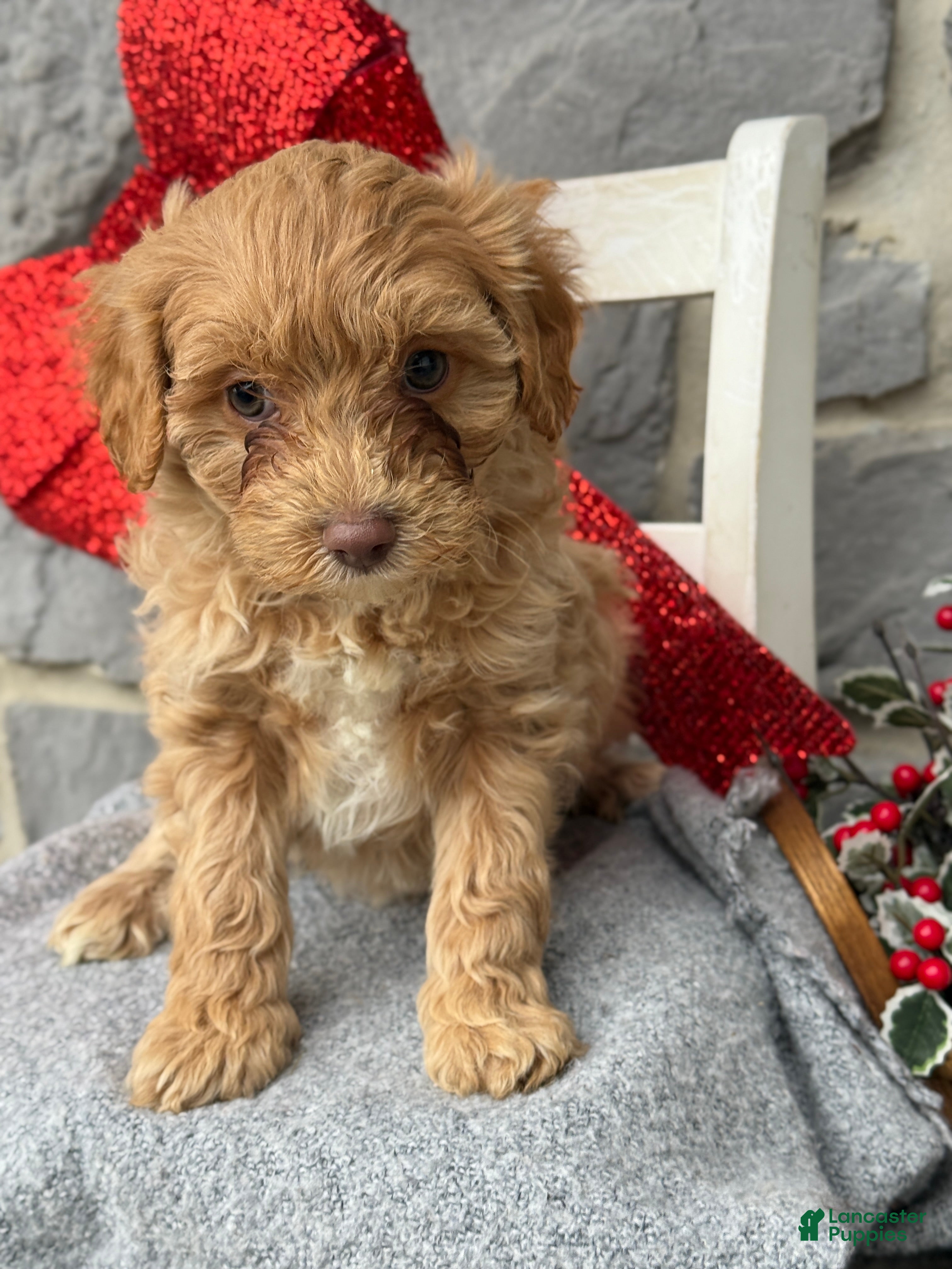 Cavapoo dogs Ace - Ad 16