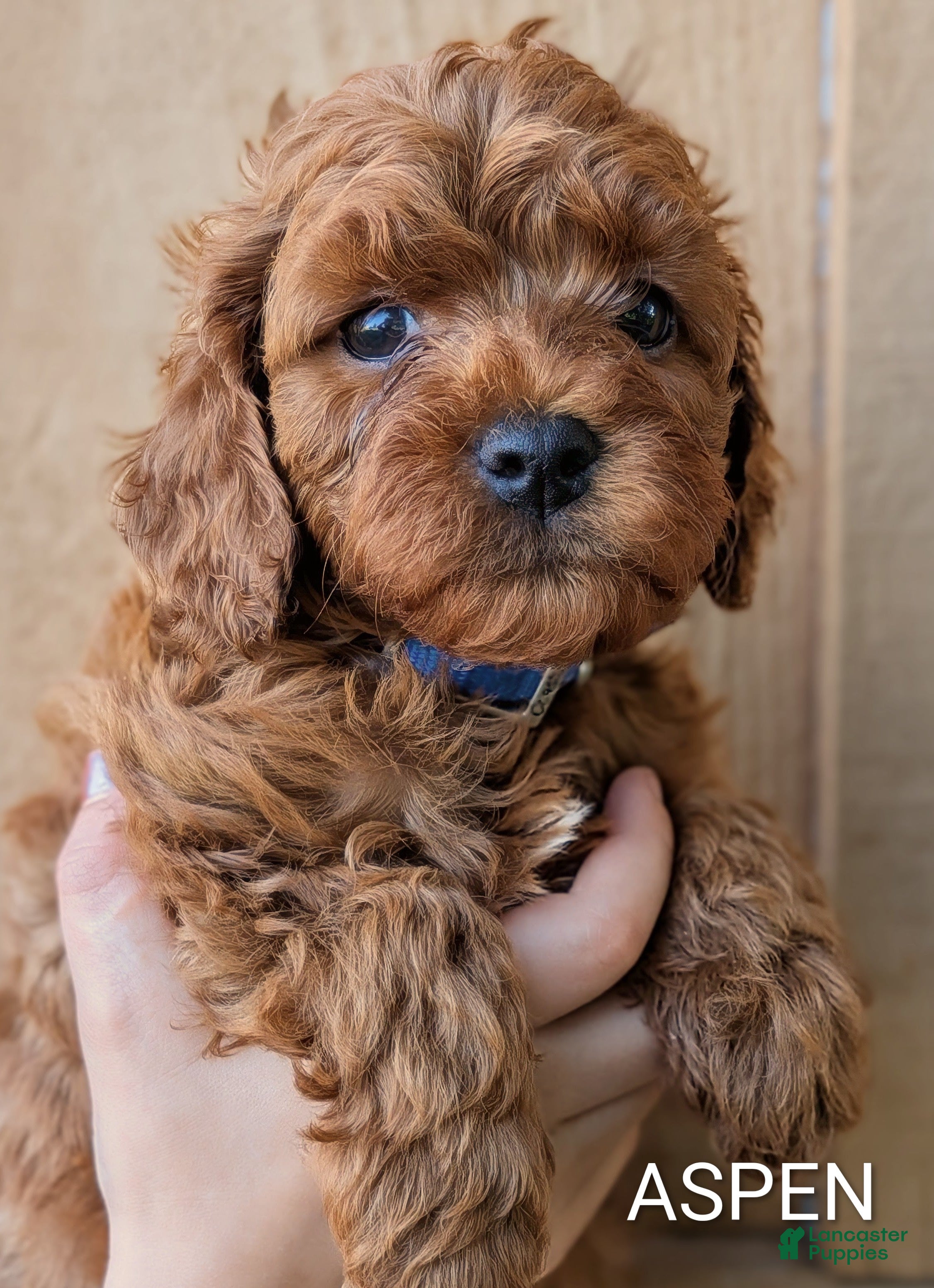 Cavapoo dogs for sale: Aspen - Ad 4