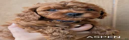 Cavapoo dogs for sale: Aspen - Ad 1