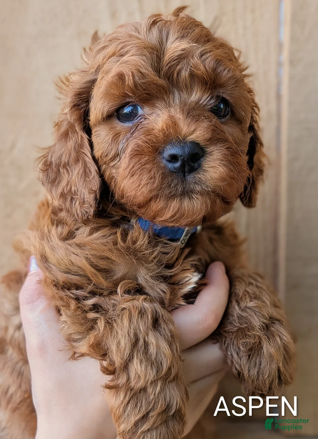 Cavapoo dogs for sale: Aspen - Ad 1
