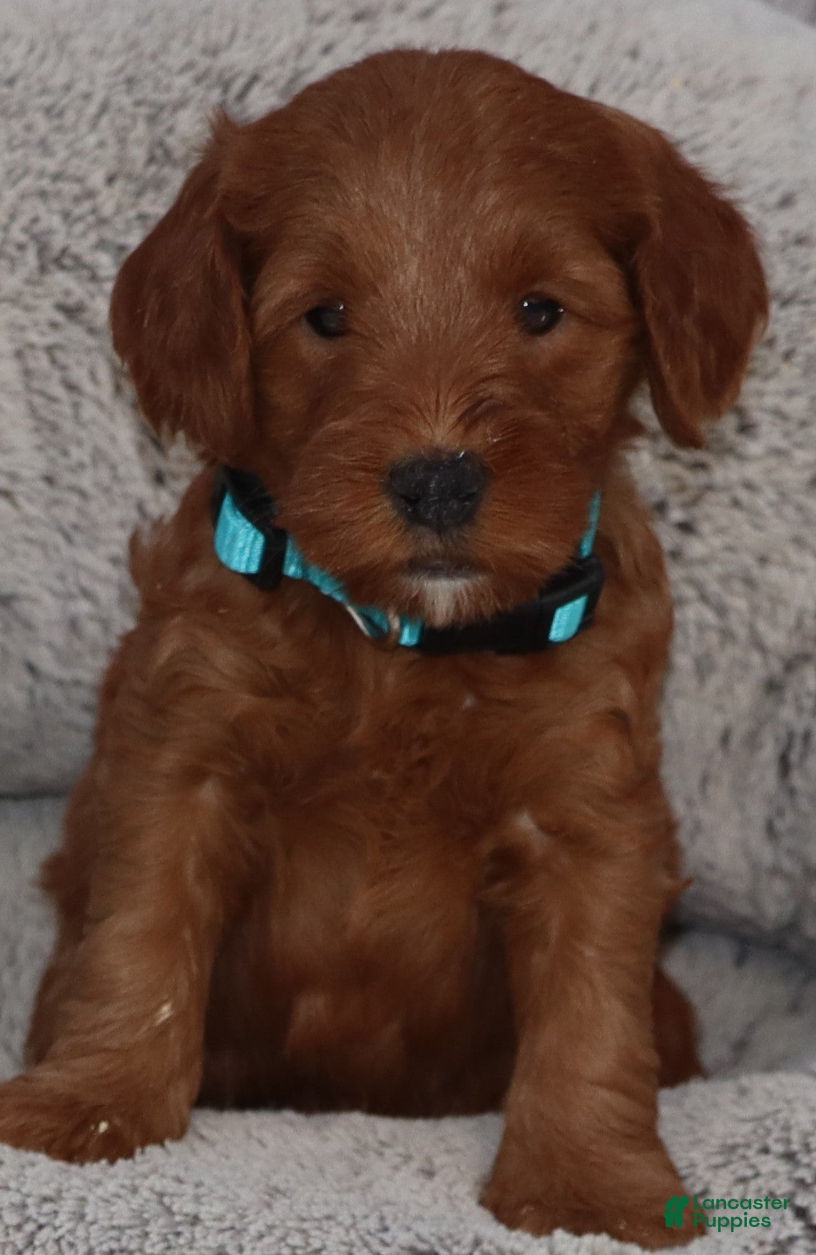 Mini Goldendoodle dogs Melody 🌷GenClearParents - Ad 1