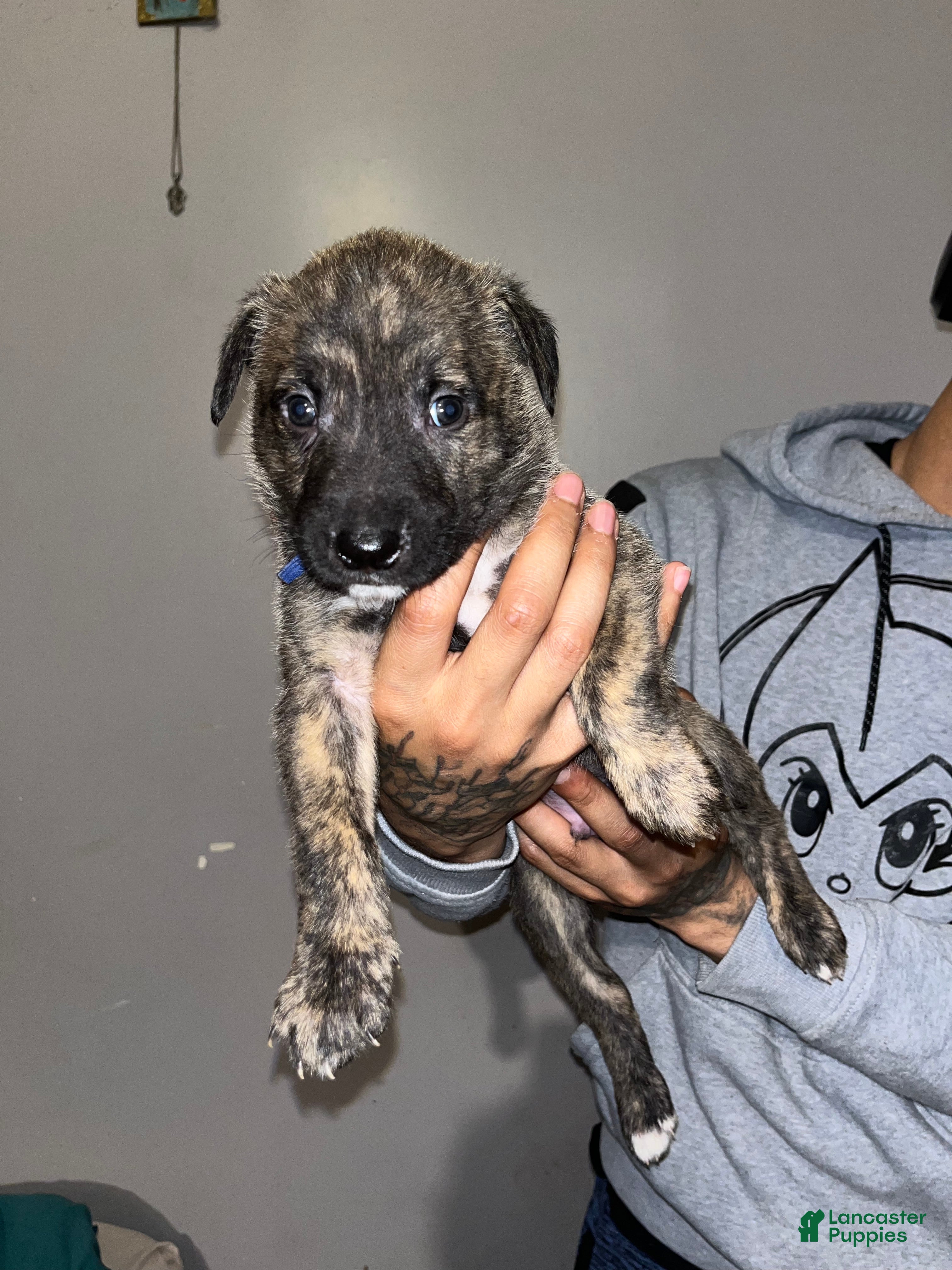 Mixed Breed dogs BLUE - Ad 1