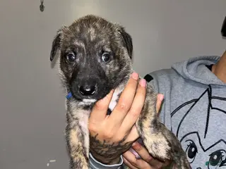 Mixed Breed dogs for sale: BLUE - Ad 3